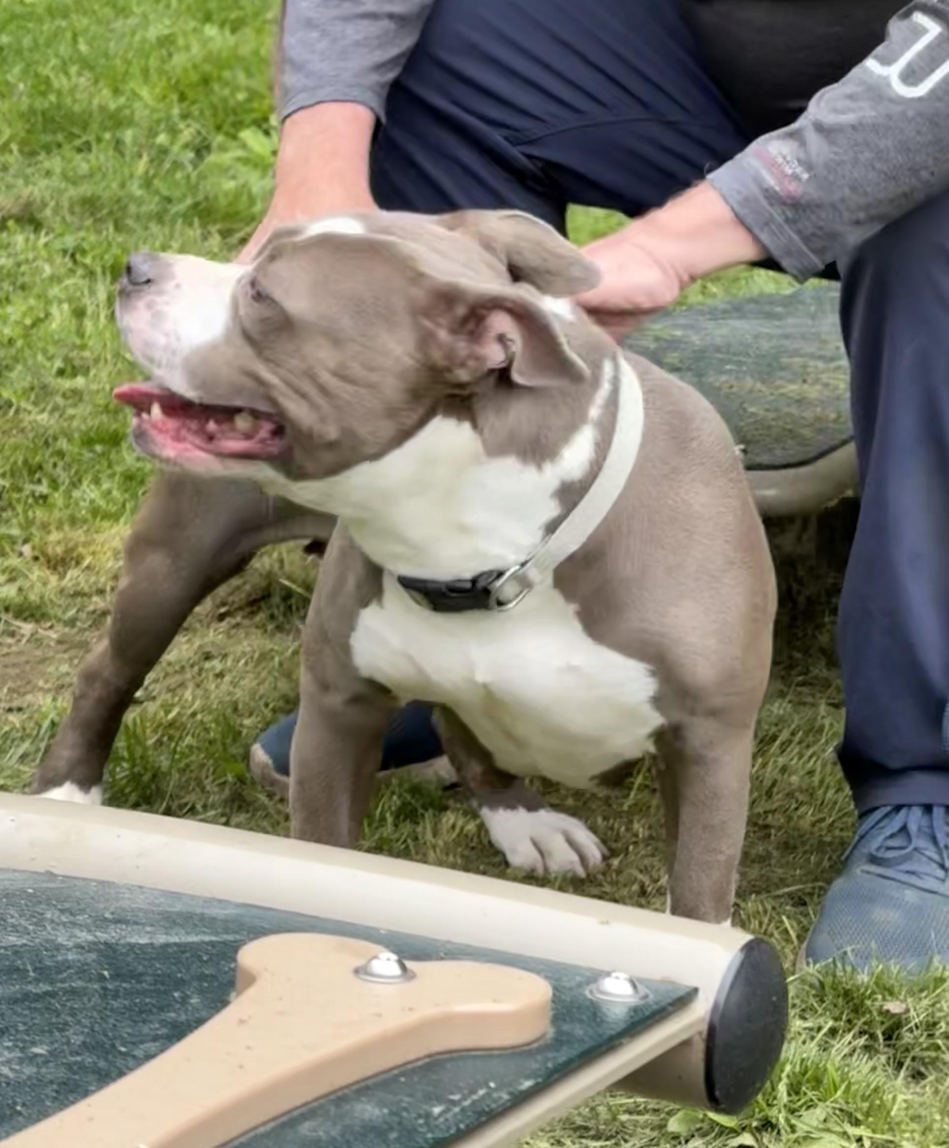 Lambchop, a Adoptable mixed breed in Yonkers, NY image 5/6