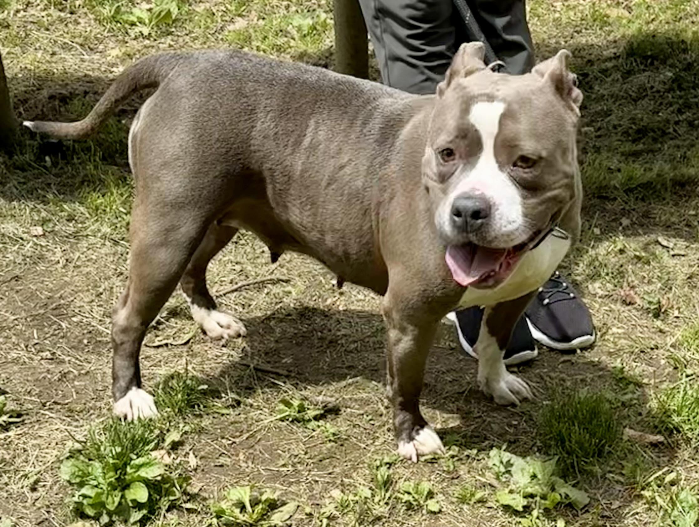 Lambchop, a Adoptable mixed breed in Yonkers, NY image 6/6
