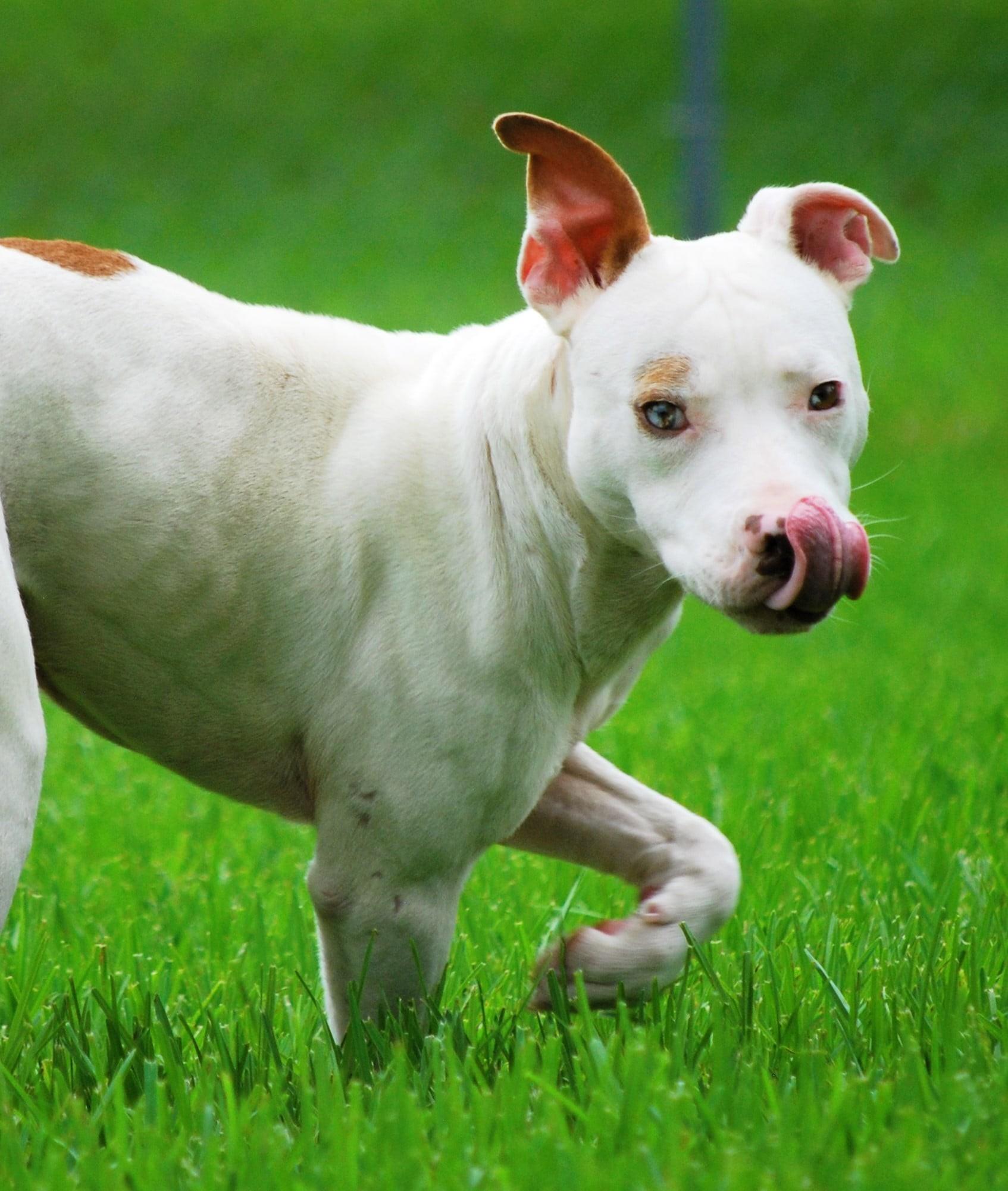 Mikey, a Adoptable Pit Bull Terrier in manchester, TN image 3/4