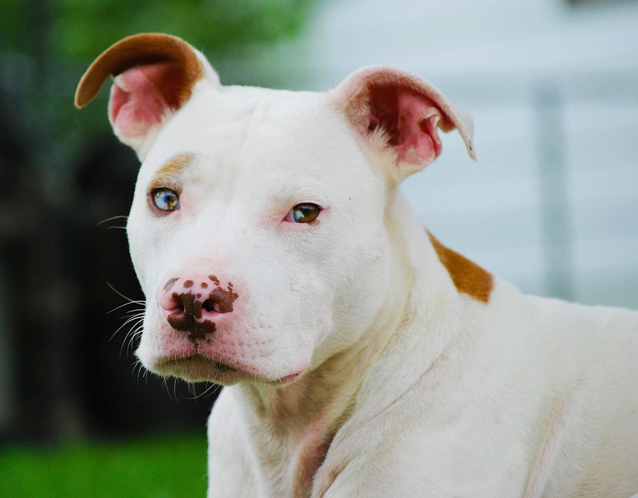 Mikey, a Adoptable Pit Bull Terrier in manchester, TN image 2/4