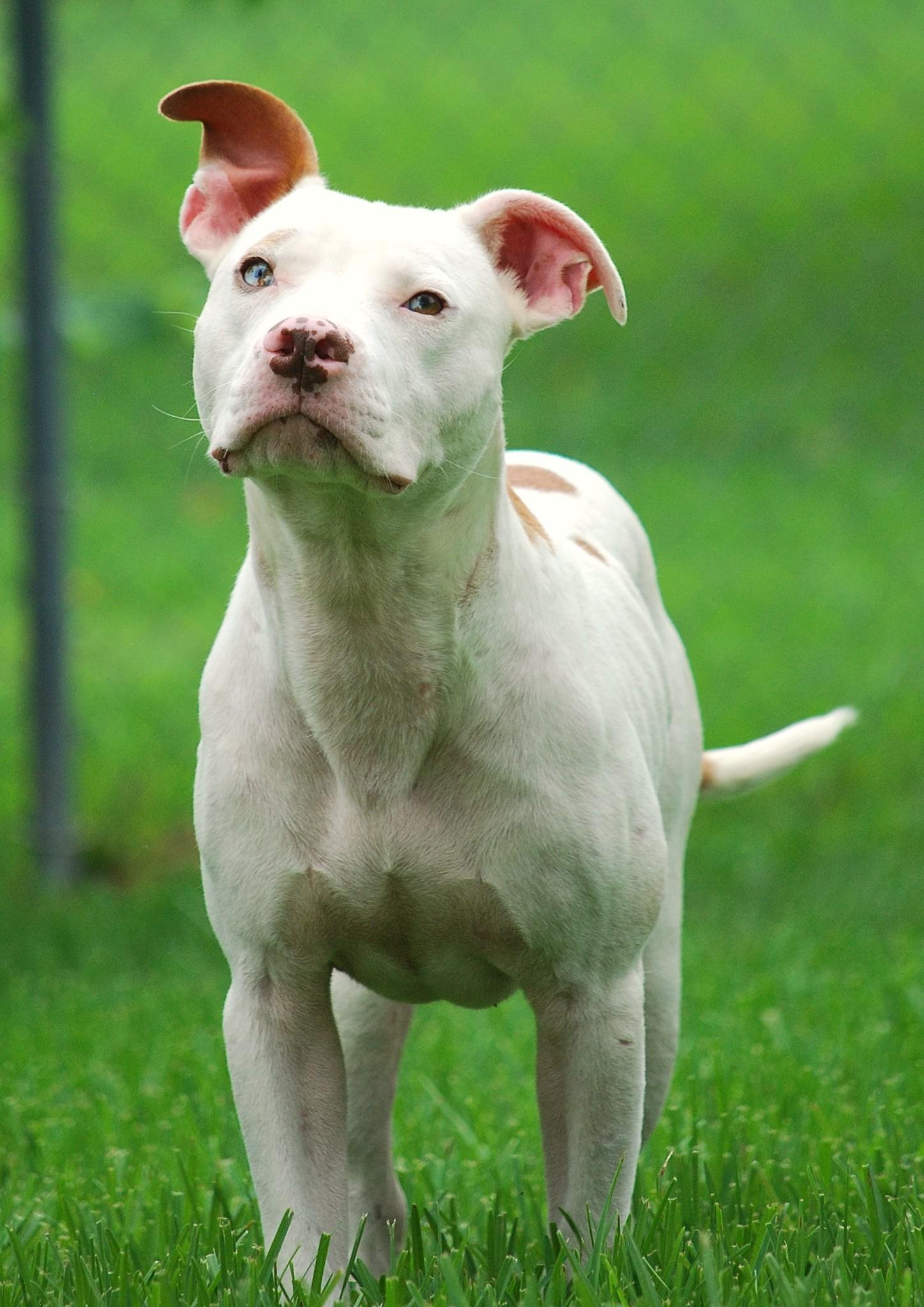 Mikey, a Adoptable Pit Bull Terrier in manchester, TN image 4/4