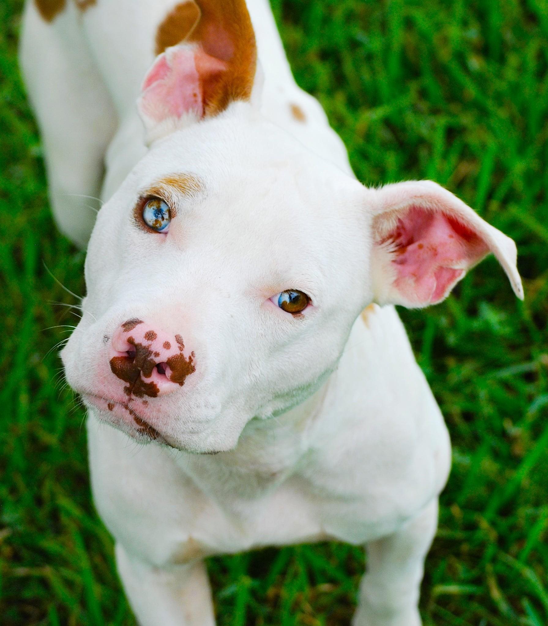 Mikey, Adoptable, Puppy Male Pit Bull Terrier.