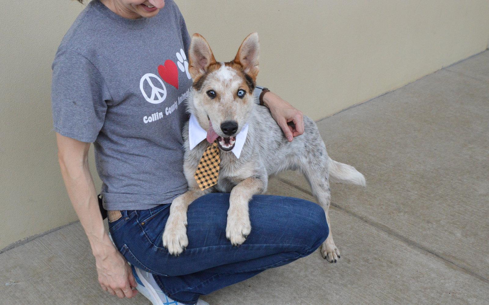 Enlarge Abel, a Adoptable Australian Cattle Dog / Blue Heeler in McKinney, TX image 2/3