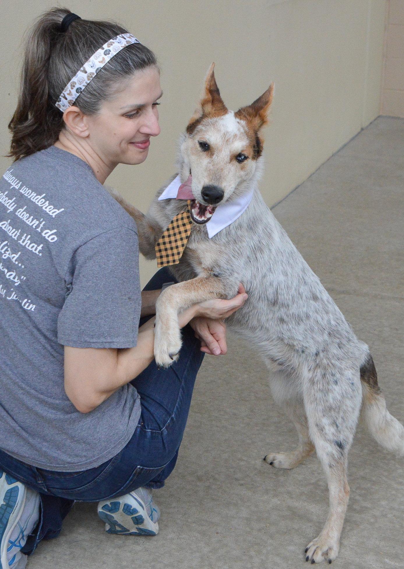Enlarge Abel, a Adoptable Australian Cattle Dog / Blue Heeler in McKinney, TX image 3/3
