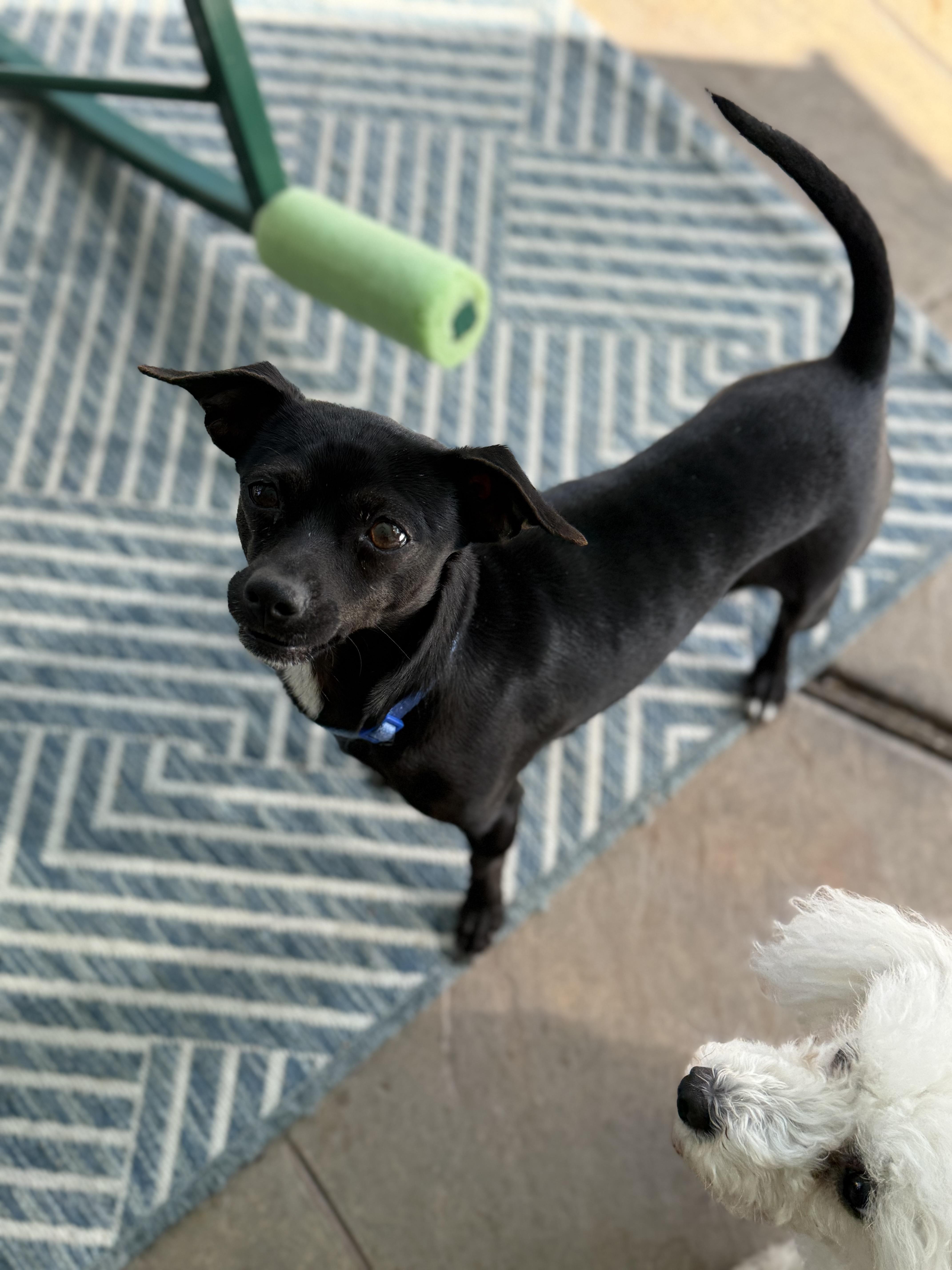 Enlarge Dixie (6 pounds), a ADOPTABLE mixed breed in Humble, TX image 3/6