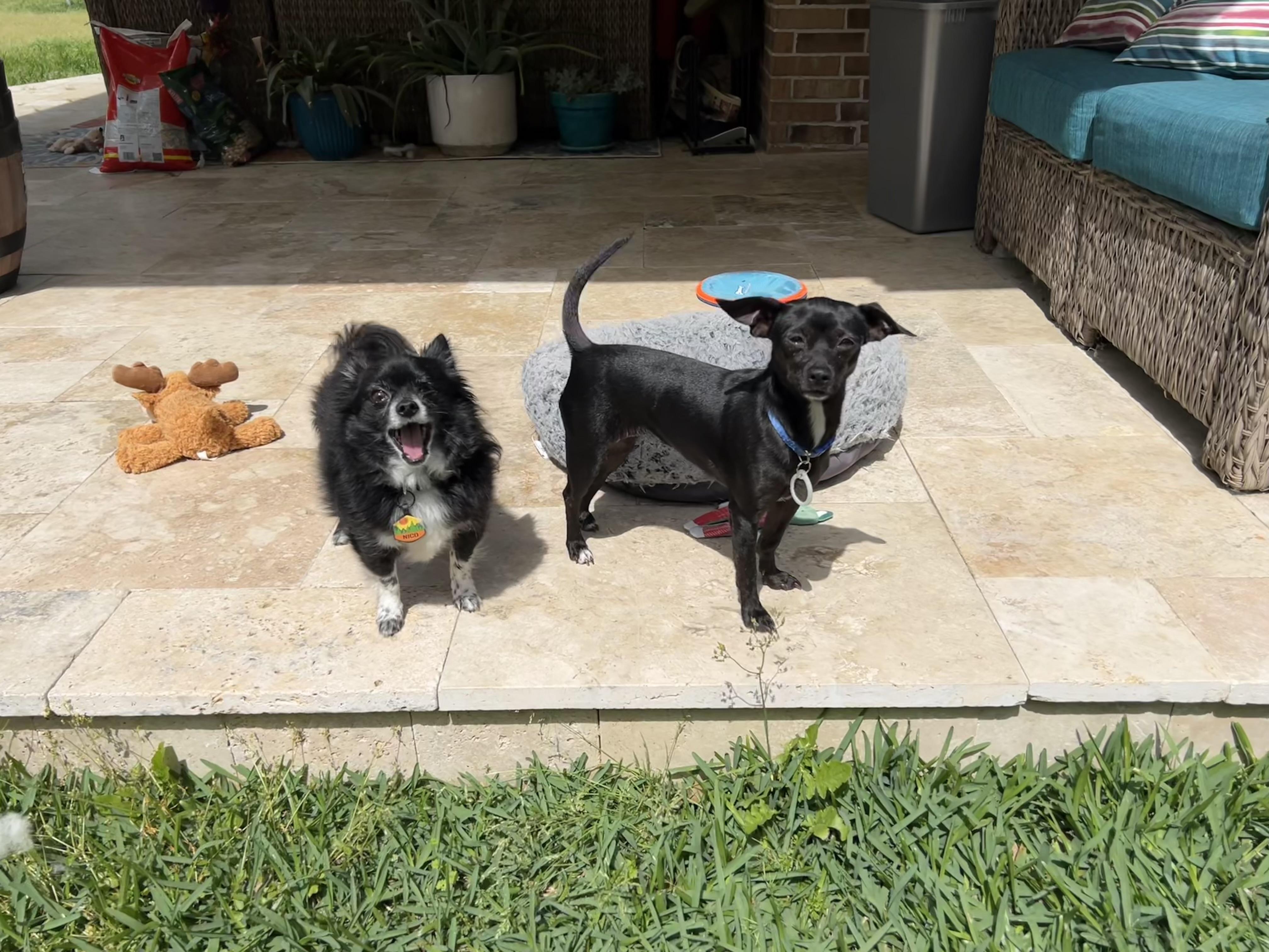 Enlarge Dixie (6 pounds), a ADOPTABLE mixed breed in Humble, TX image 5/6