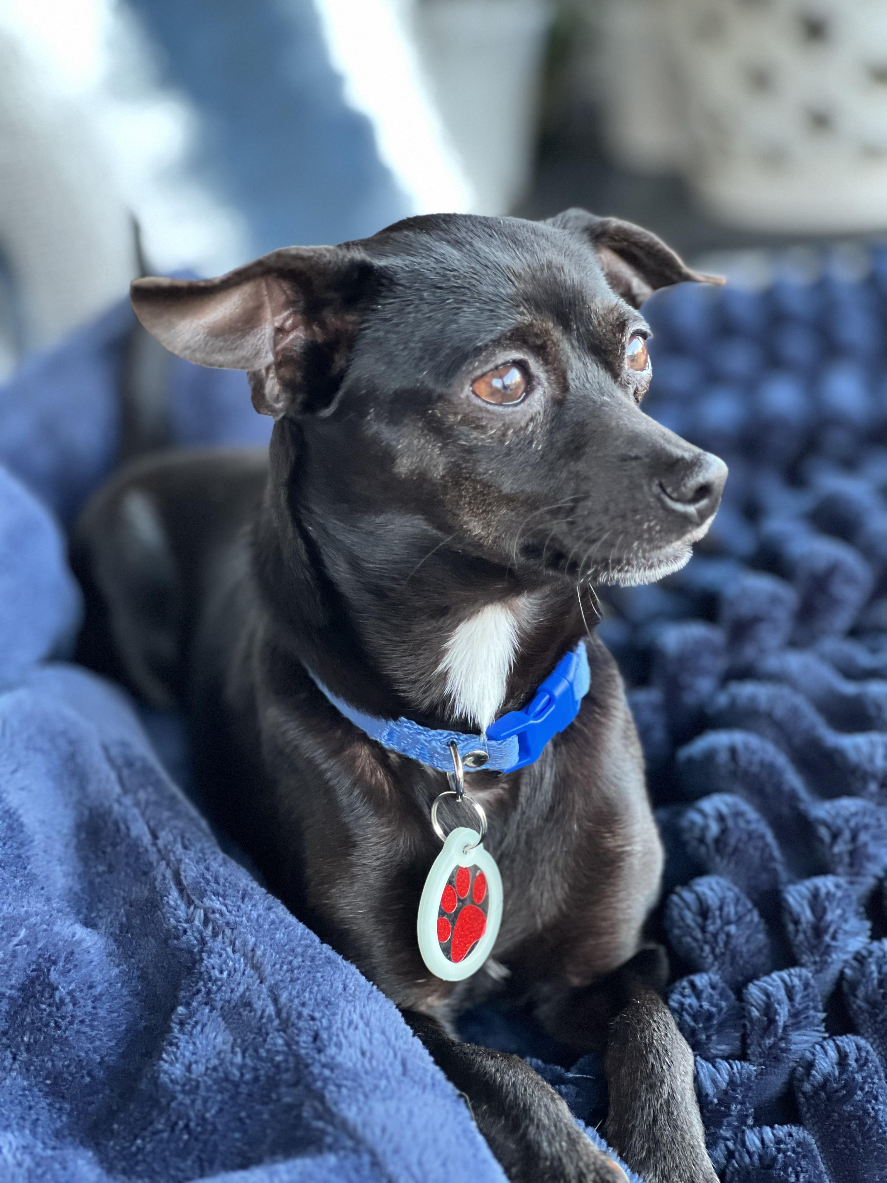 Dixie (6 pounds), ADOPTABLE, Young Female Chihuahua.