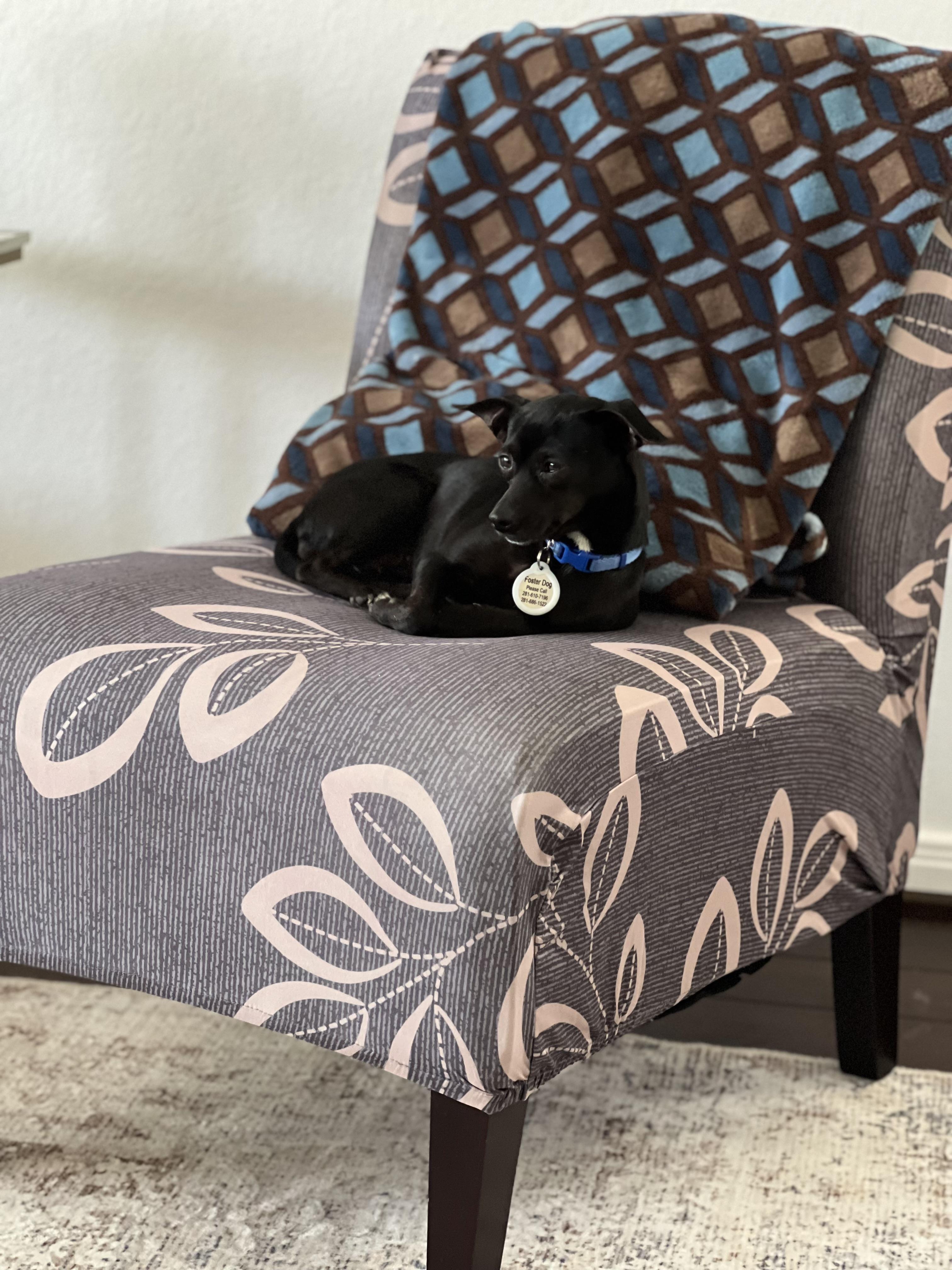 Enlarge Dixie (6 pounds), a ADOPTABLE mixed breed in Humble, TX image 2/6