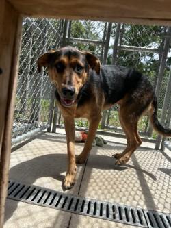 Roxie, ADOPTABLE, Adult Female German Shepherd Dog & Labrador Retriever.