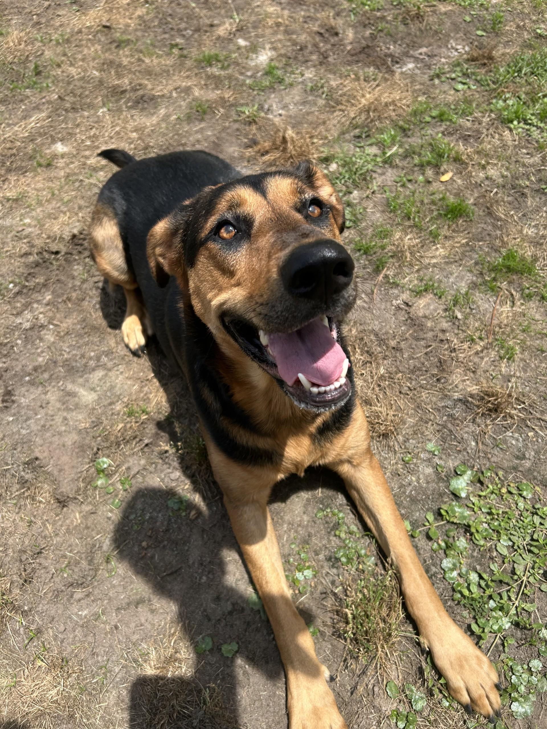 Roxie, a ADOPTABLE mixed breed in Woodbine, GA image 3/3