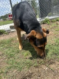 Roxie, a ADOPTABLE mixed breed in Woodbine, GA image 2/3