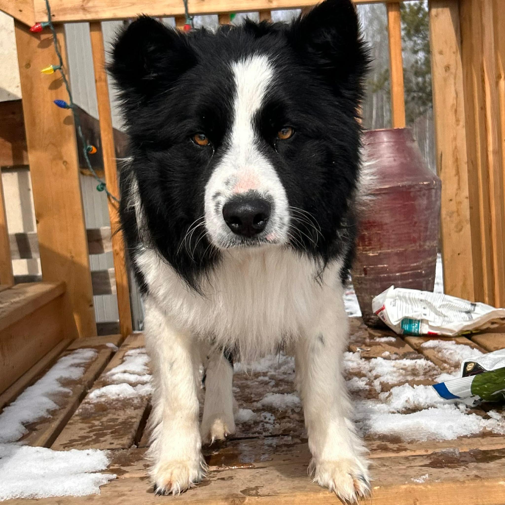 Boomer, ADOPTABLE, Young Male Border Collie.