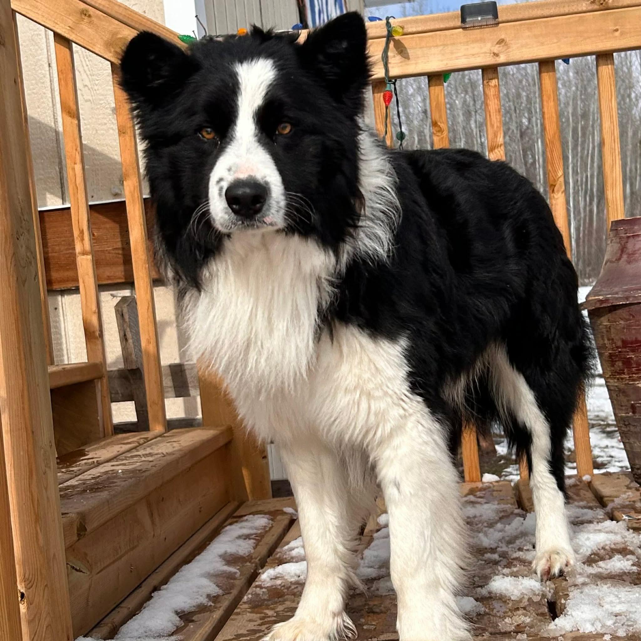Enlarge Boomer, a ADOPTABLE mixed breed in Edmonton, AB image 2/4