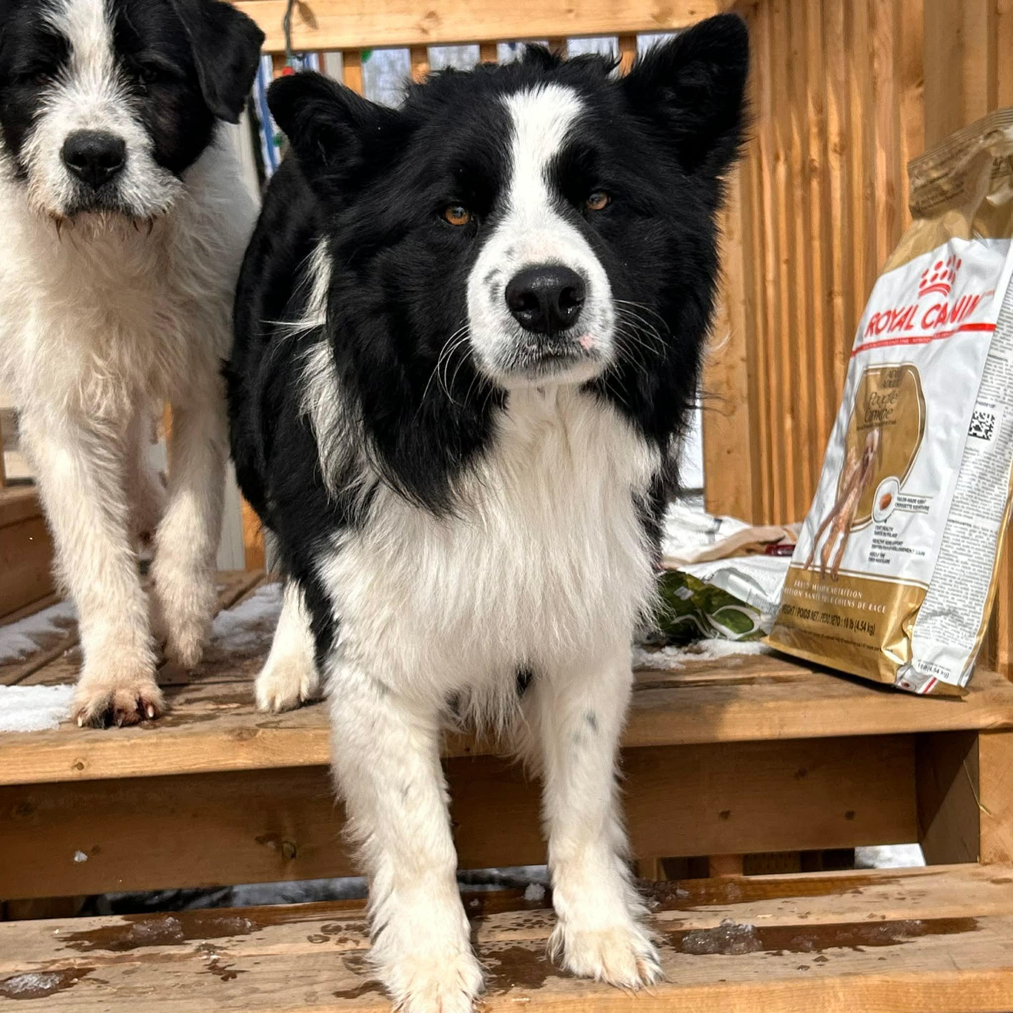 Enlarge Boomer, a ADOPTABLE mixed breed in Edmonton, AB image 4/4