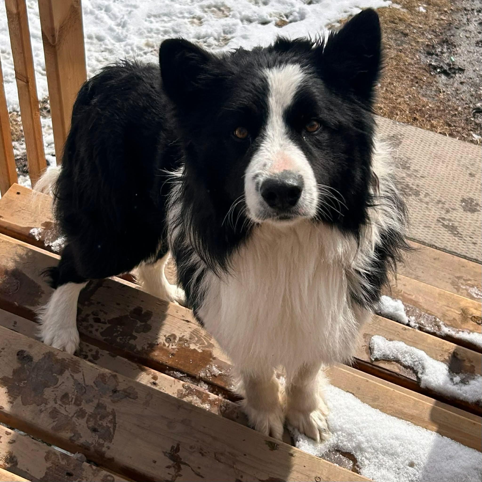 Enlarge Boomer, a ADOPTABLE mixed breed in Edmonton, AB image 3/4