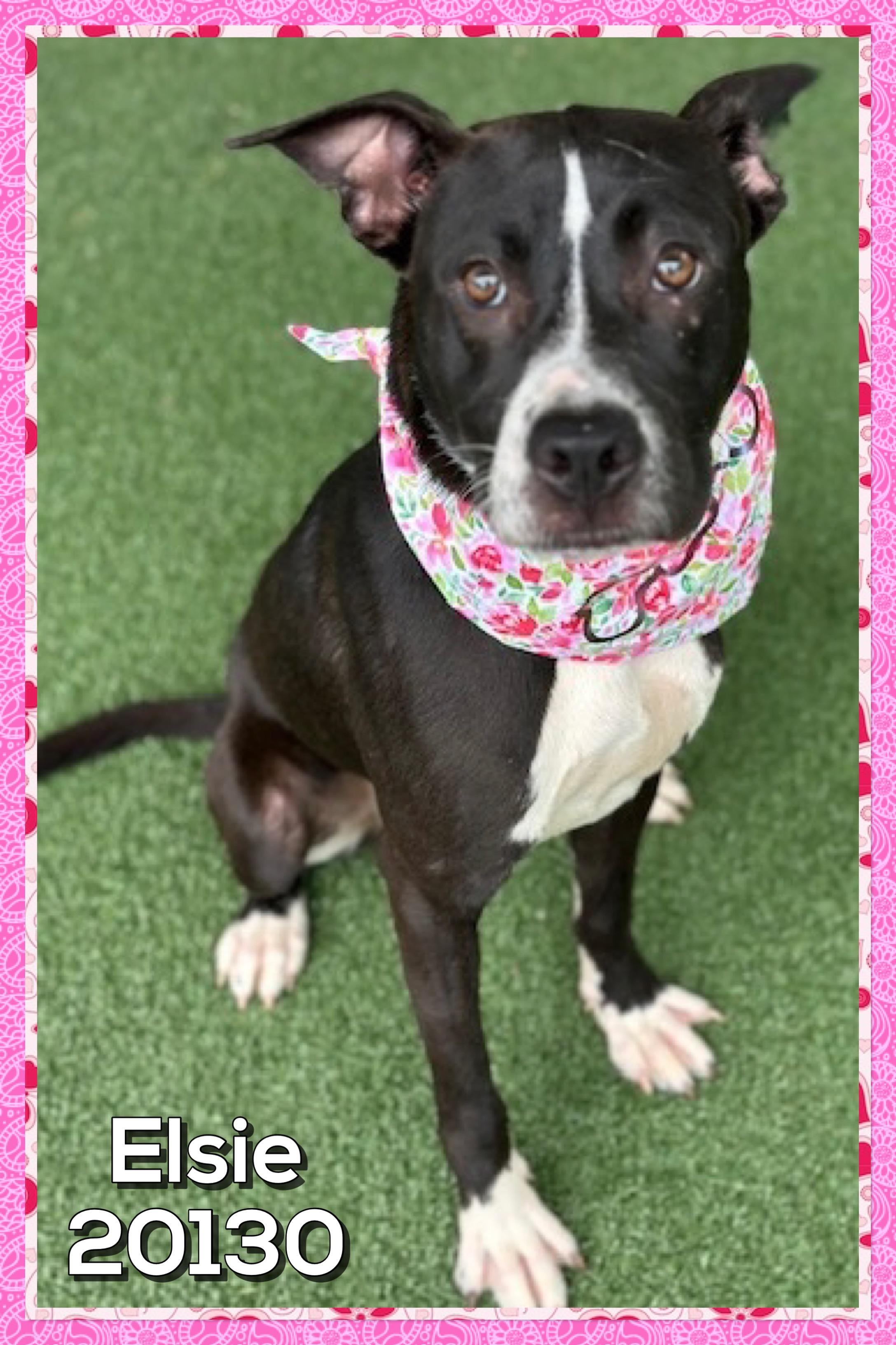 Enlarge ELSIE (also see CLAYTON, a ADOPTABLE mixed breed in Marietta, GA image 4/5