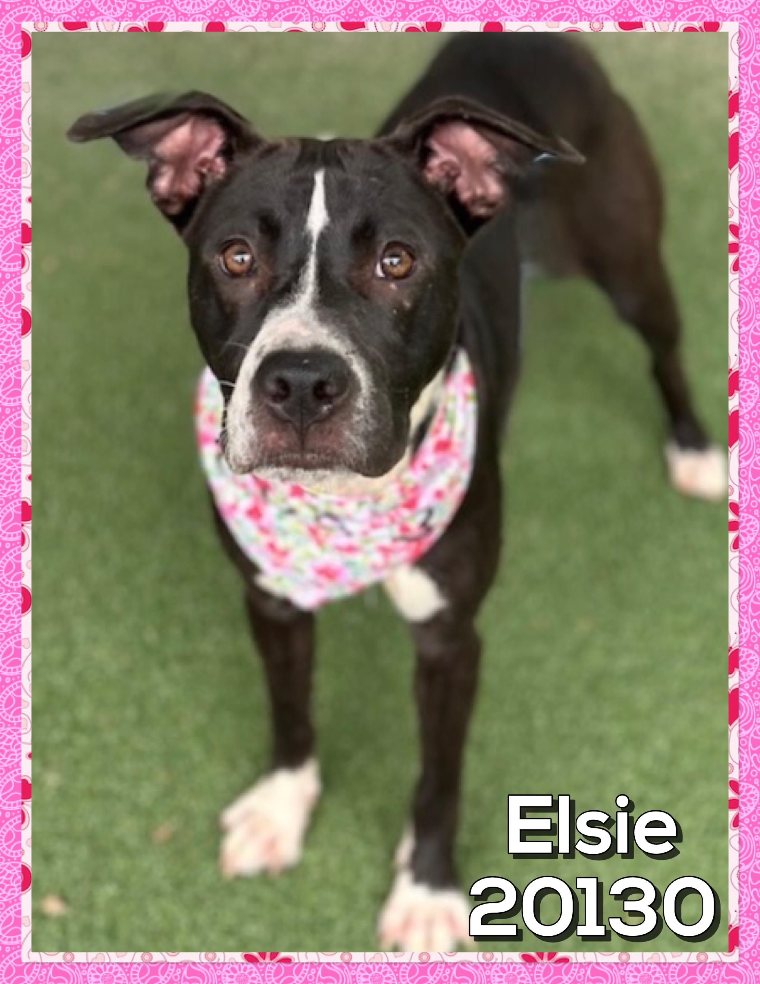 Enlarge ELSIE (also see CLAYTON, a ADOPTABLE mixed breed in Marietta, GA image 1/5
