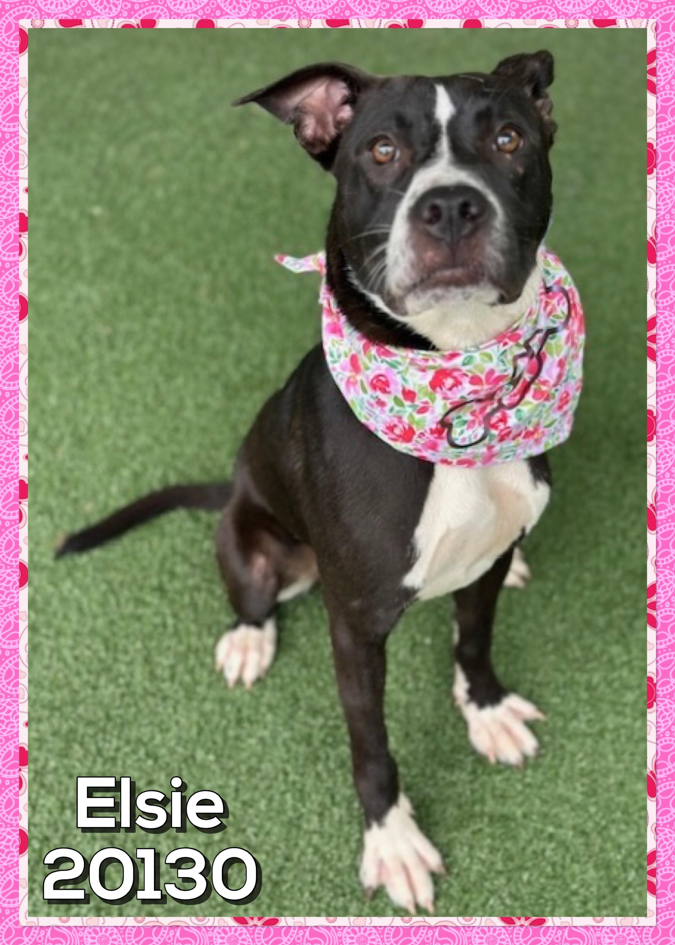 Enlarge ELSIE (also see CLAYTON, a ADOPTABLE mixed breed in Marietta, GA image 3/5