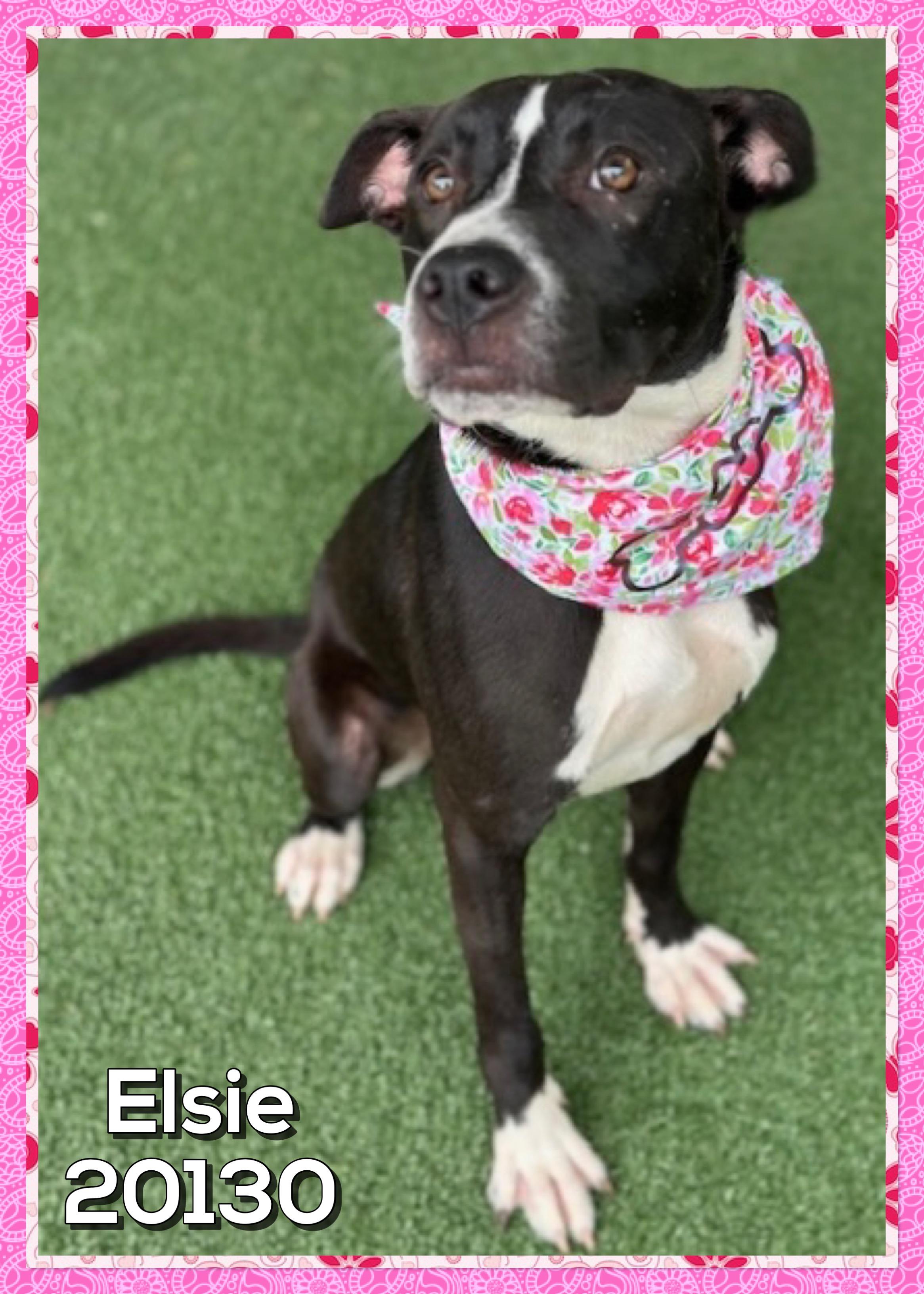 Enlarge ELSIE (also see CLAYTON, a ADOPTABLE mixed breed in Marietta, GA image 2/5