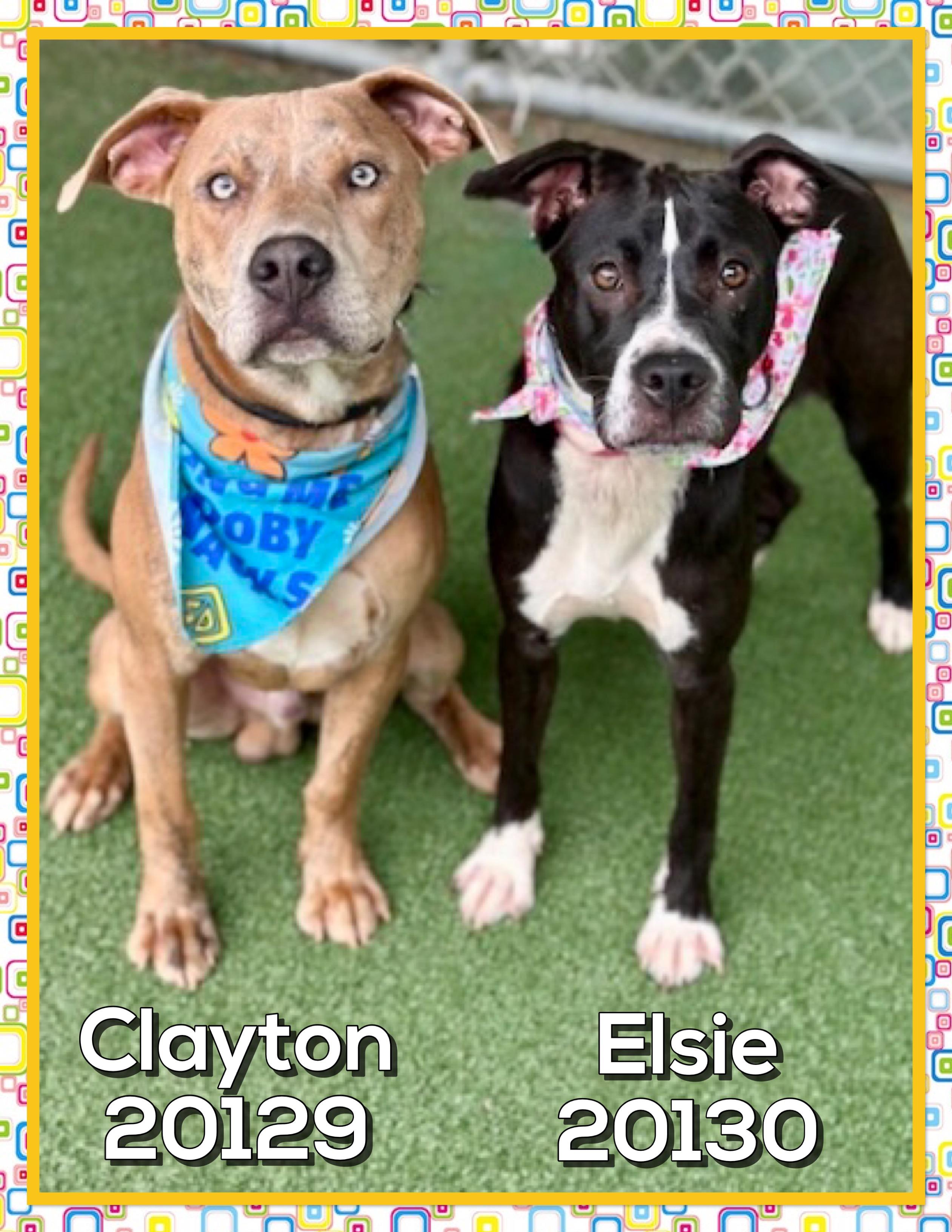 Enlarge ELSIE (also see CLAYTON, a ADOPTABLE mixed breed in Marietta, GA image 5/5