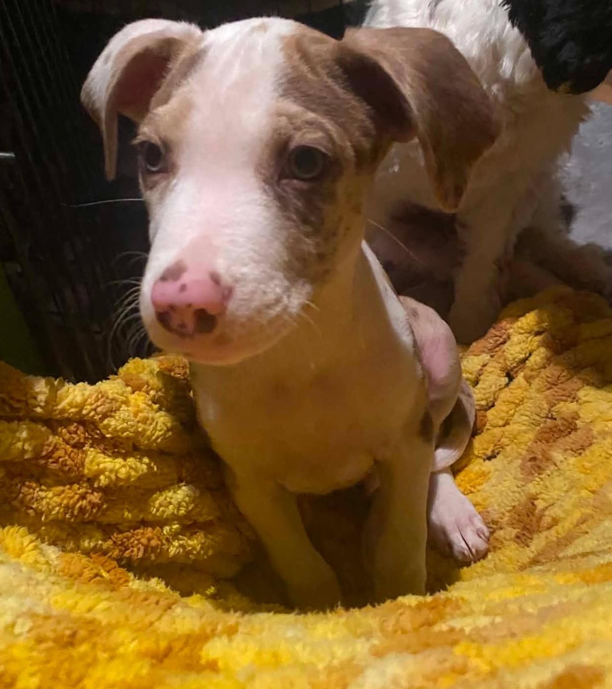 Enlarge Tucker, a ADOPTABLE mixed breed in Deridder, LA image 2/4