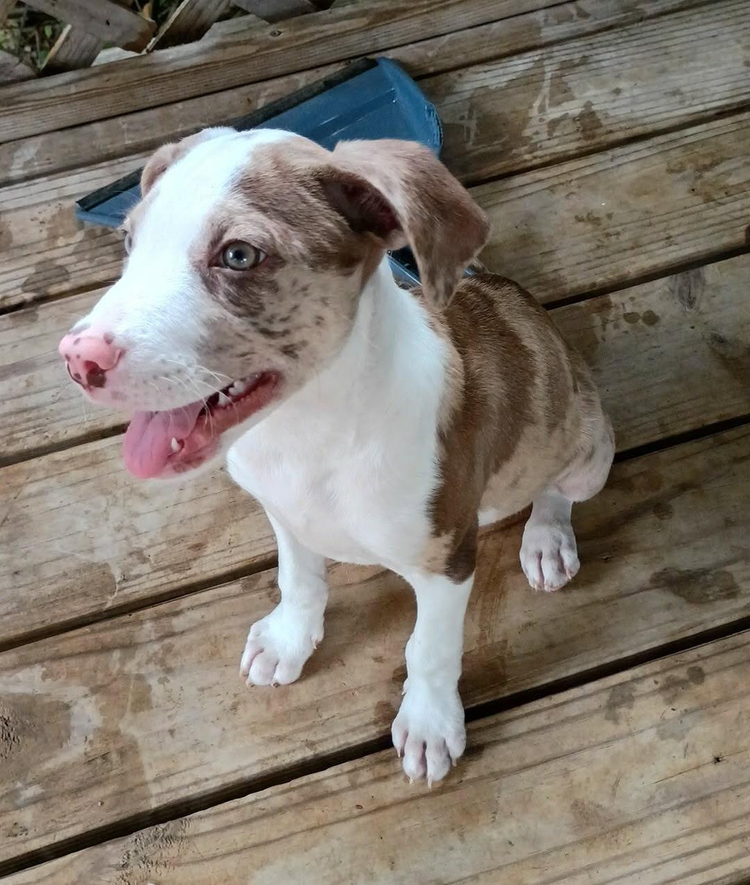 Enlarge Tucker, a ADOPTABLE mixed breed in Deridder, LA image 1/4