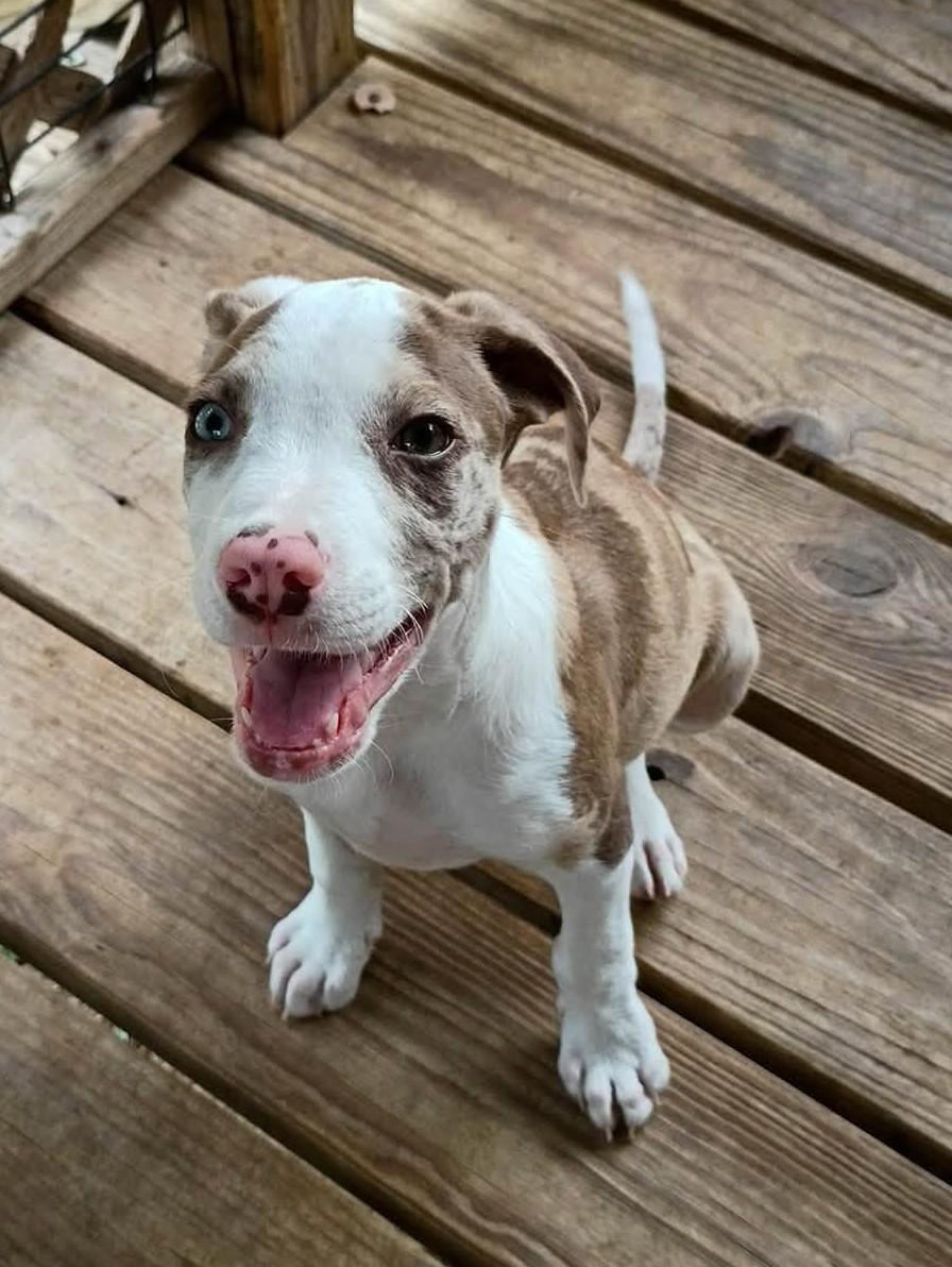 Enlarge Tucker, a ADOPTABLE mixed breed in Deridder, LA image 3/4