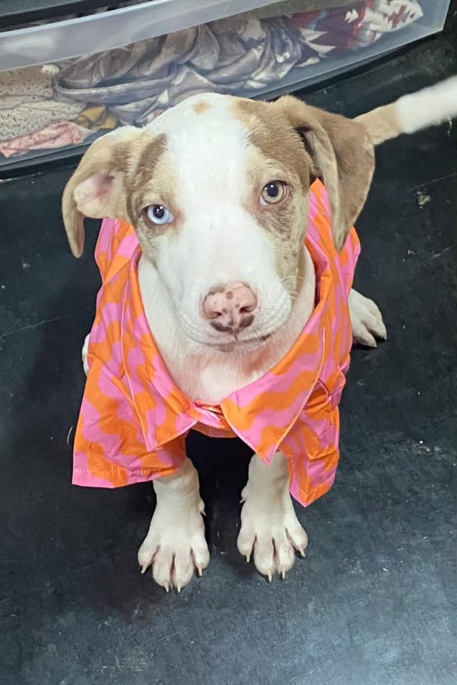Tucker, Adopted, Puppy Male Catahoula Leopard Dog.