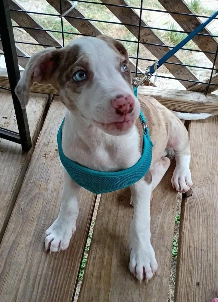 Enlarge Tucker, a ADOPTABLE mixed breed in Deridder, LA image 4/4