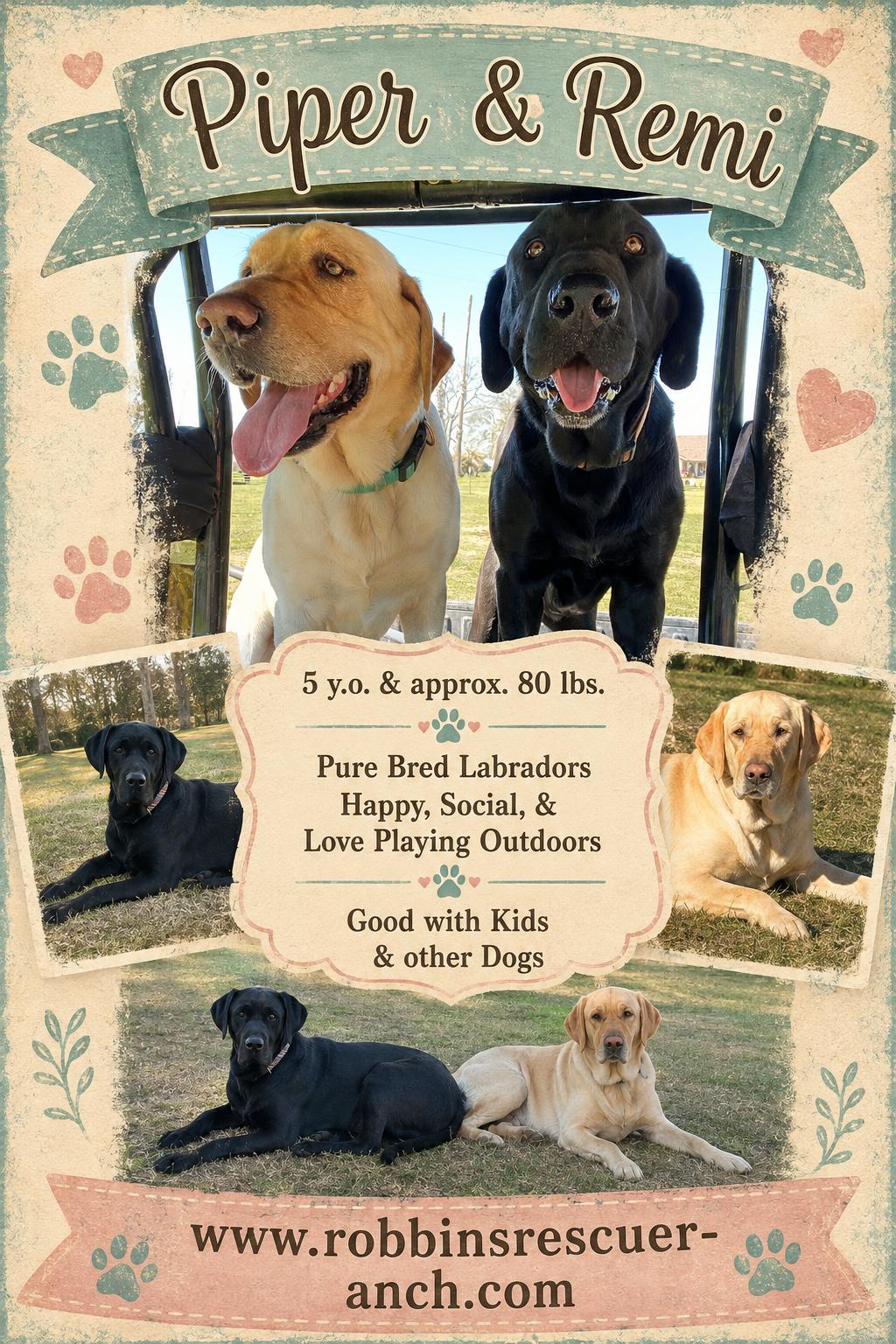 Enlarge Piper & Remi, a Adopted Labrador Retriever in West Islip, NY image 1/1