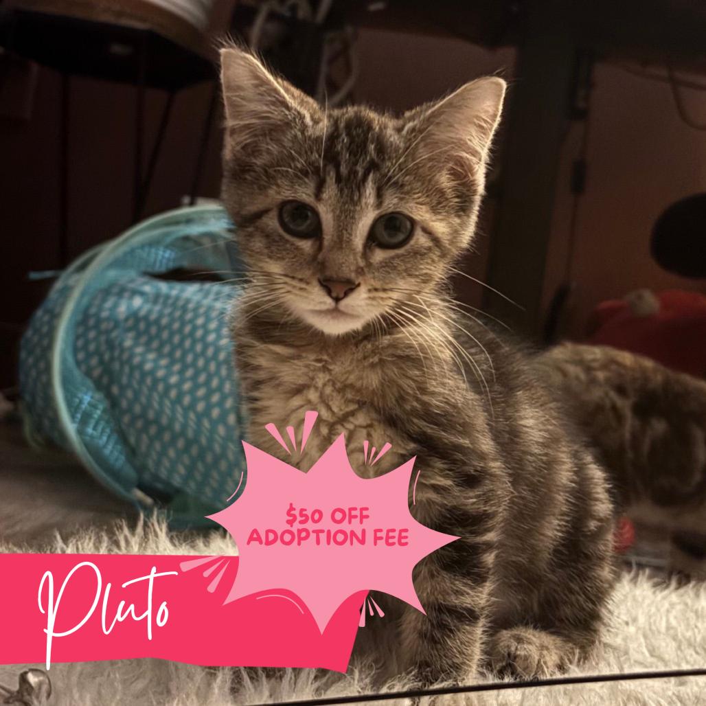 Enlarge Sailor Pluto, a Adoptable Domestic Short Hair in Atlanta, GA image 1/4