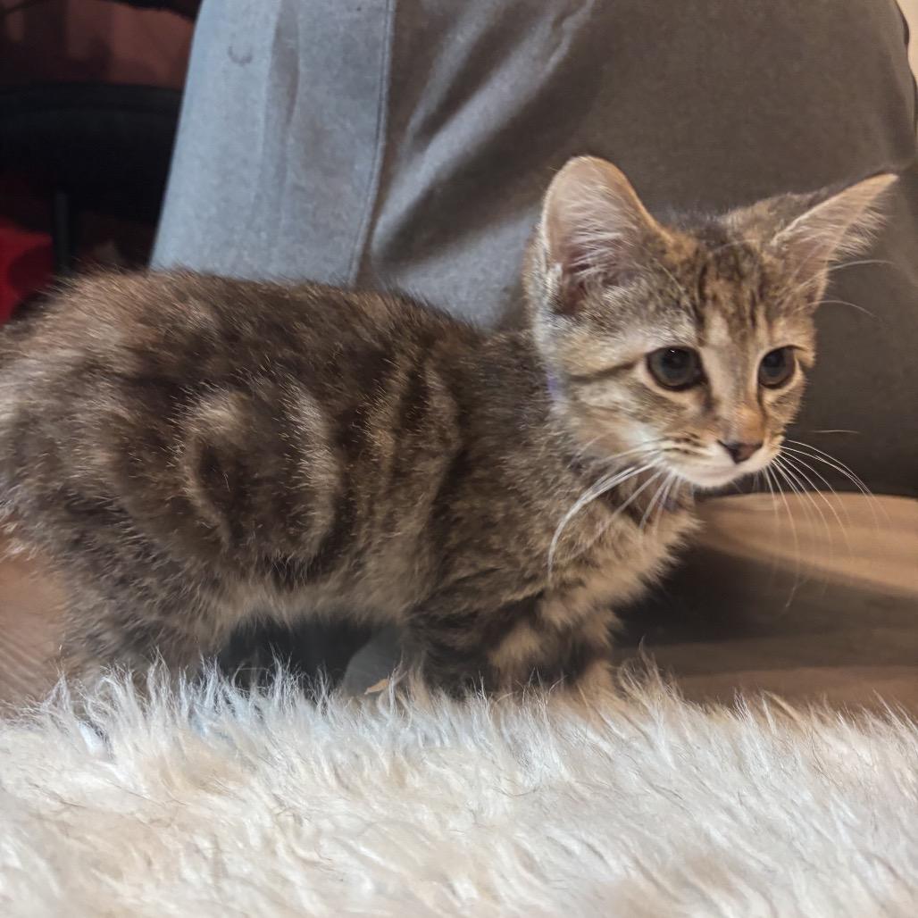 Enlarge Sailor Pluto, a Adoptable Domestic Short Hair in Atlanta, GA image 3/4