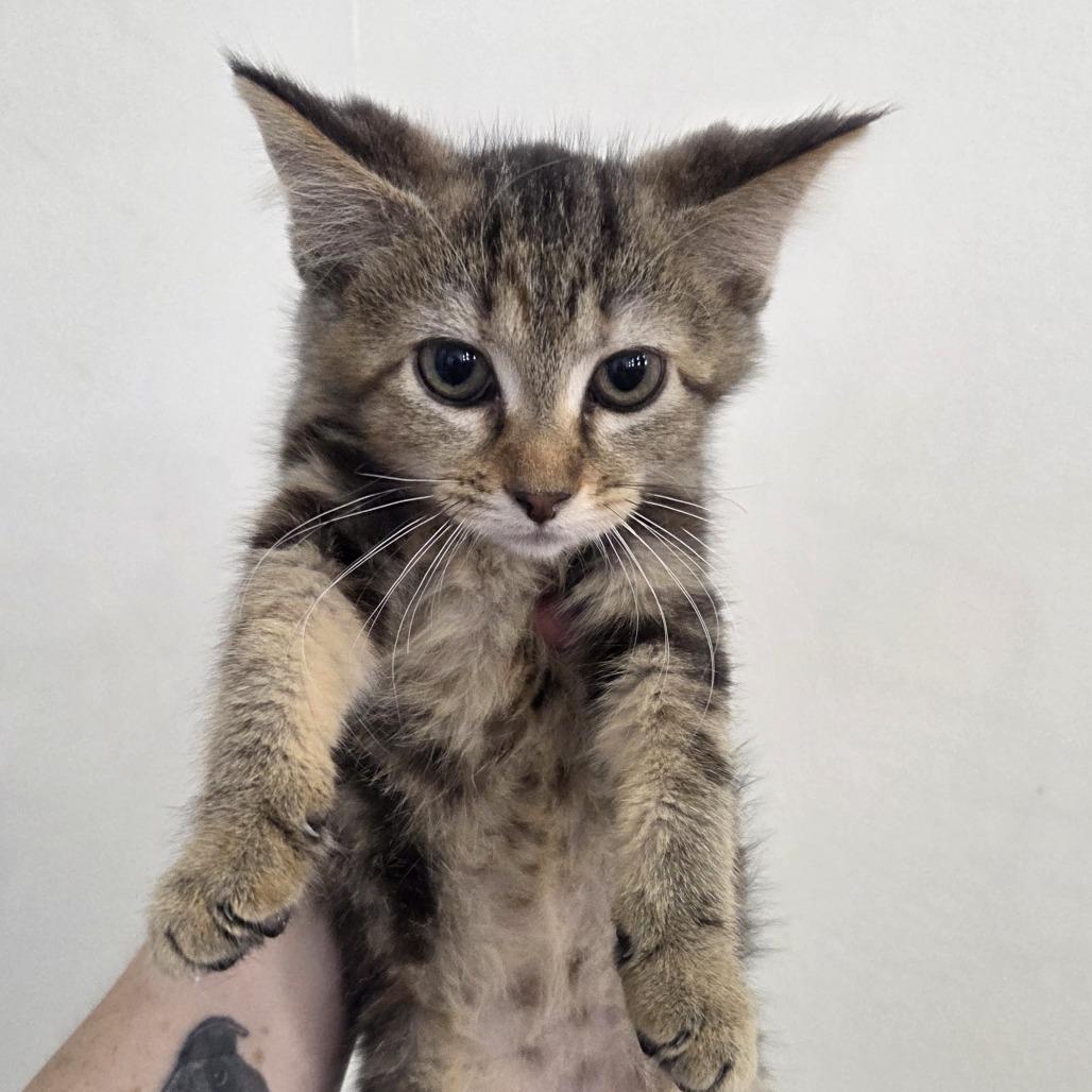 Enlarge Sailor Pluto, a Adoptable Domestic Short Hair in Atlanta, GA image 2/4