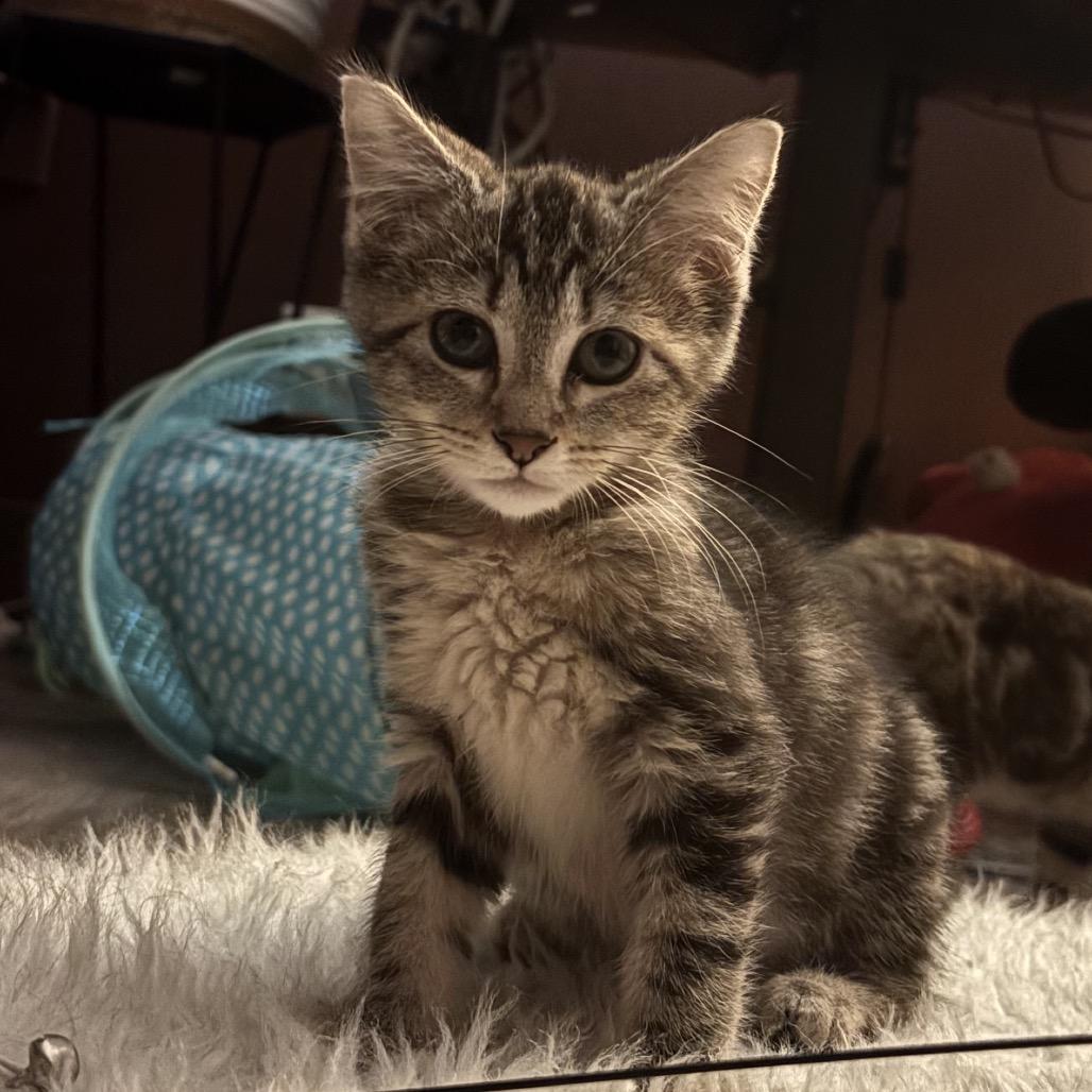 Enlarge Sailor Pluto, a Adoptable Domestic Short Hair in Atlanta, GA image 4/4