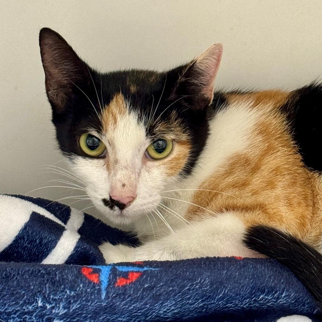 Izzy, Adoptable, Adult Female Domestic Short Hair.