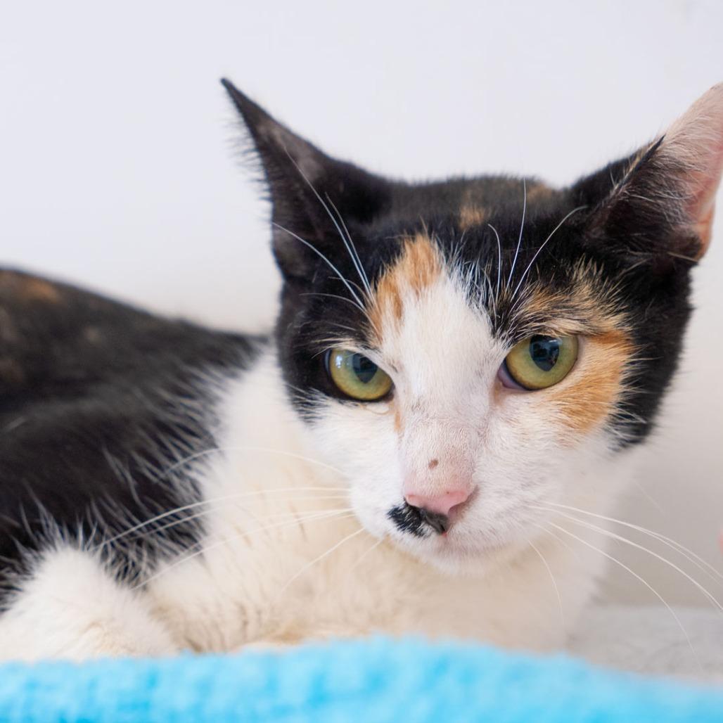 Enlarge Izzy, a Adoptable Domestic Short Hair in Long Beach, CA image 2/4