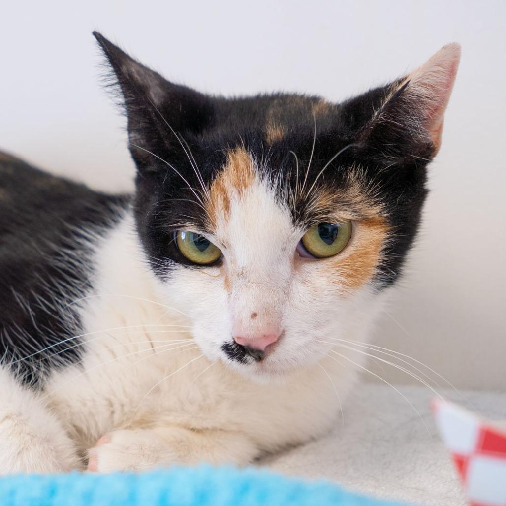 Enlarge Izzy, a Adoptable Domestic Short Hair in Long Beach, CA image 3/4