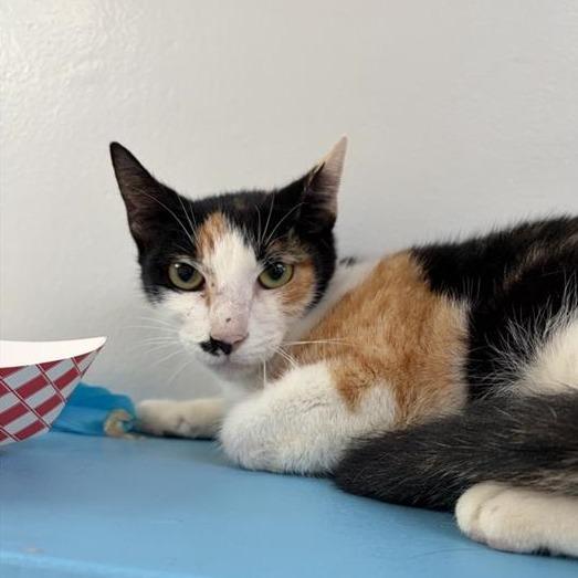 Enlarge Izzy, a Adoptable Domestic Short Hair in Long Beach, CA image 4/4
