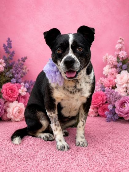 Robyn, Adoptable, Adult Female Australian Cattle Dog / Blue Heeler & Mixed Breed.