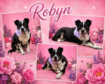 Enlarge Robyn, a Adoptable mixed breed in Seagoville, TX image 2/3