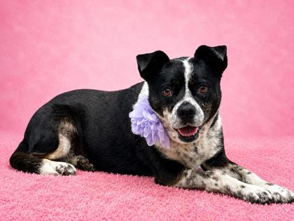 Enlarge Robyn, a Adoptable mixed breed in Seagoville, TX image 3/3