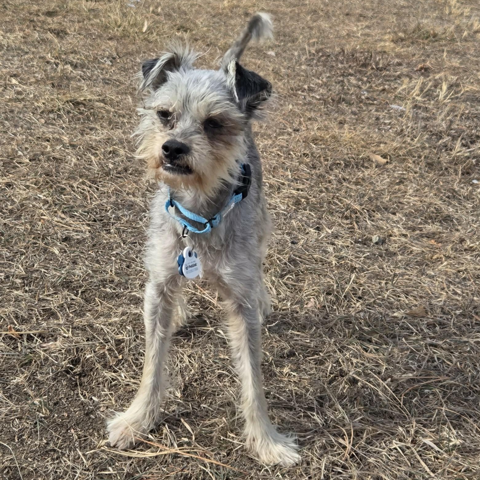 Enlarge JIMMY, a ADOPTABLE mixed breed in Loveland, CO image 3/6