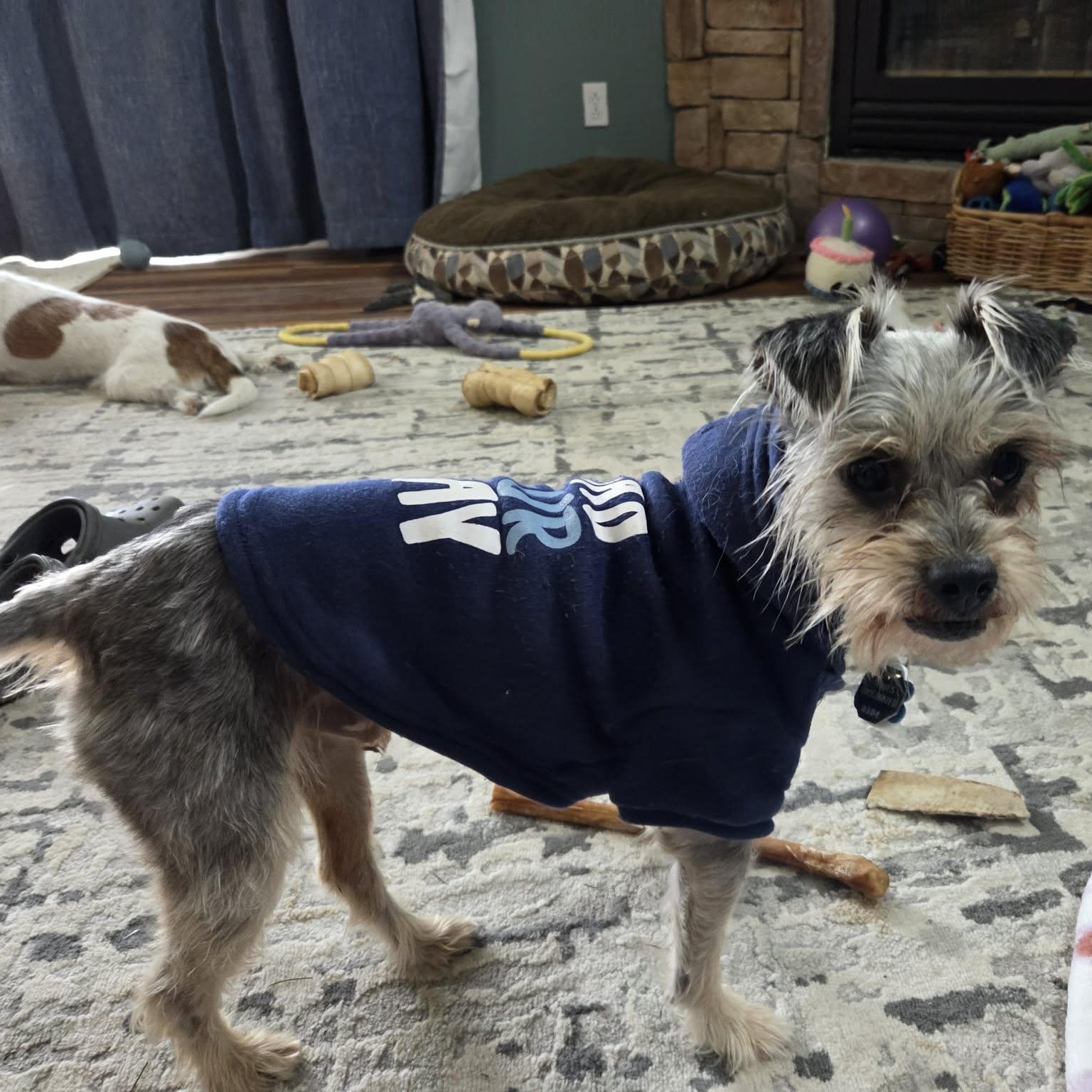 Enlarge JIMMY, a ADOPTABLE mixed breed in Loveland, CO image 5/6