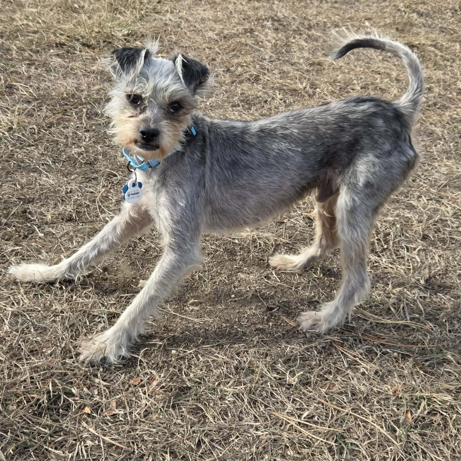Enlarge JIMMY, a ADOPTABLE mixed breed in Loveland, CO image 2/6