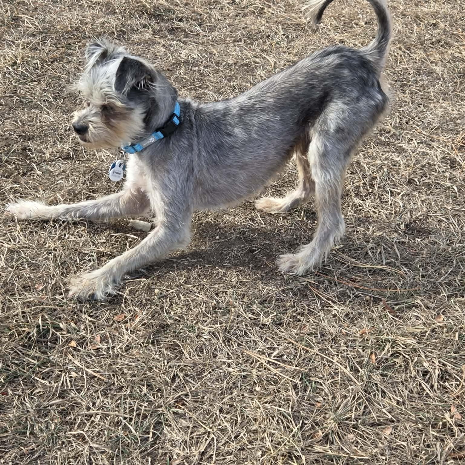 Enlarge JIMMY, a ADOPTABLE mixed breed in Loveland, CO image 6/6