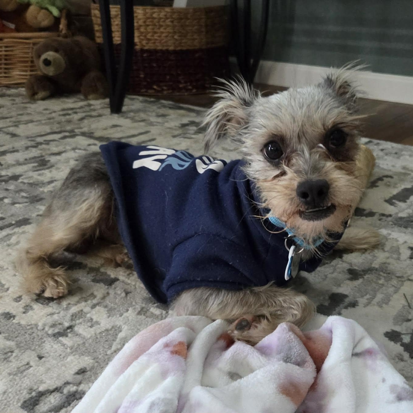 Enlarge JIMMY, a ADOPTABLE mixed breed in Loveland, CO image 1/6