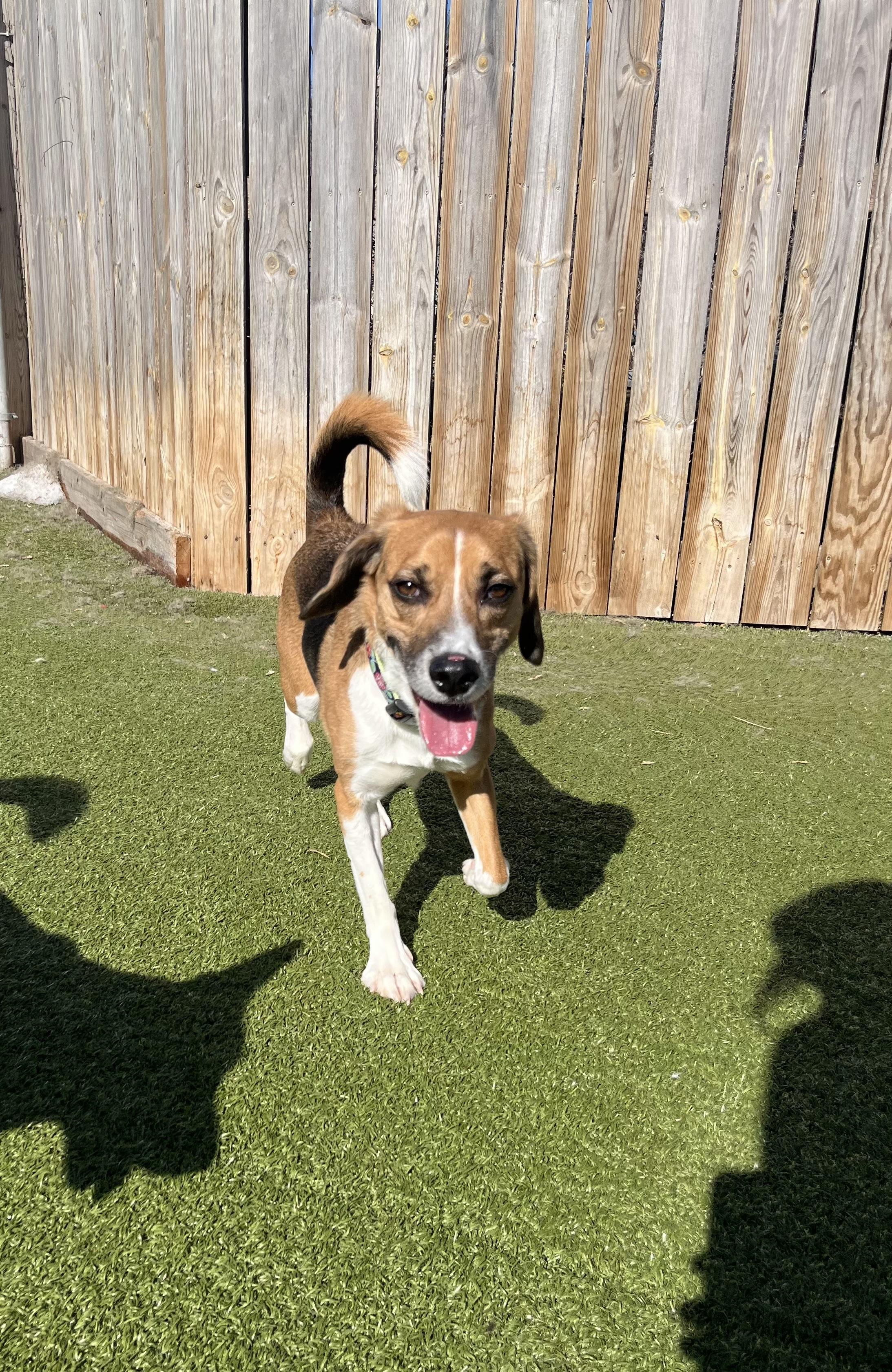 Snoopy, ADOPTABLE, Young Male Beagle.