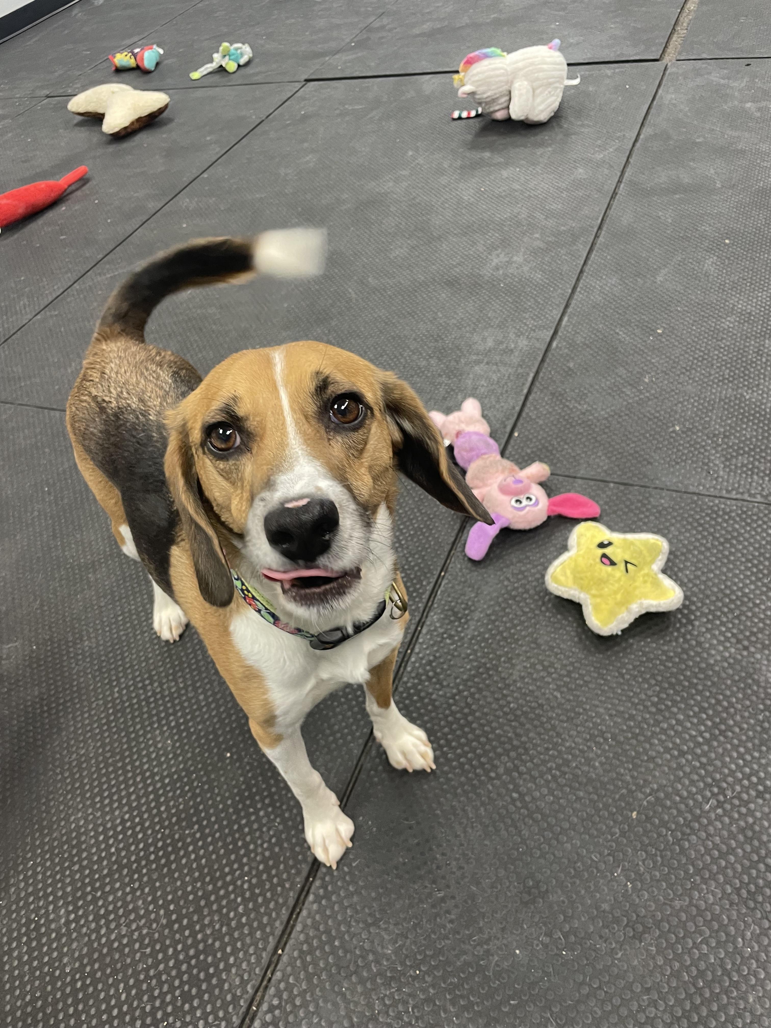 Enlarge Snoopy, a ADOPTABLE mixed breed in Vernon Hills, IL image 3/4