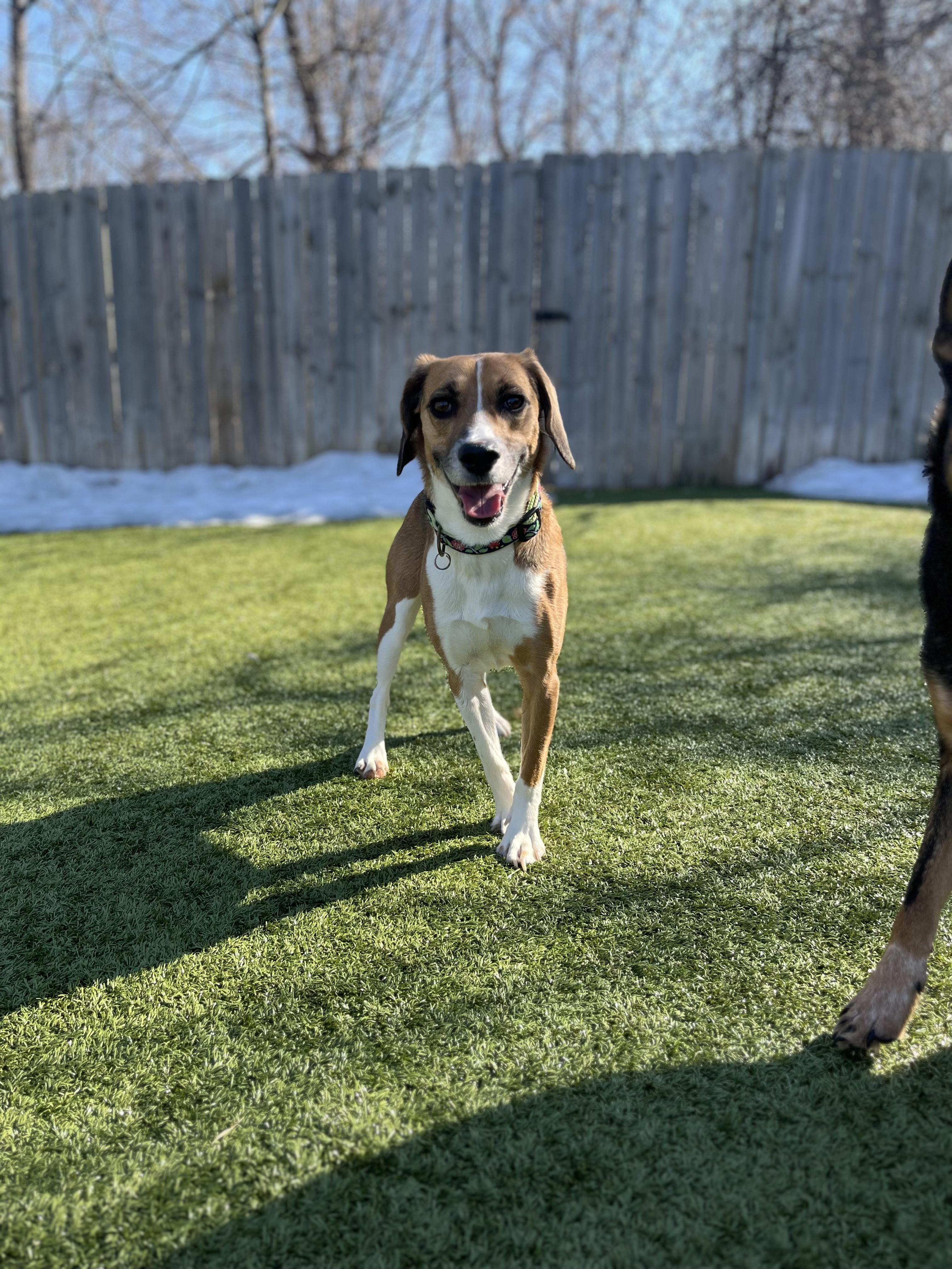 Enlarge Snoopy, a ADOPTABLE mixed breed in Vernon Hills, IL image 2/4