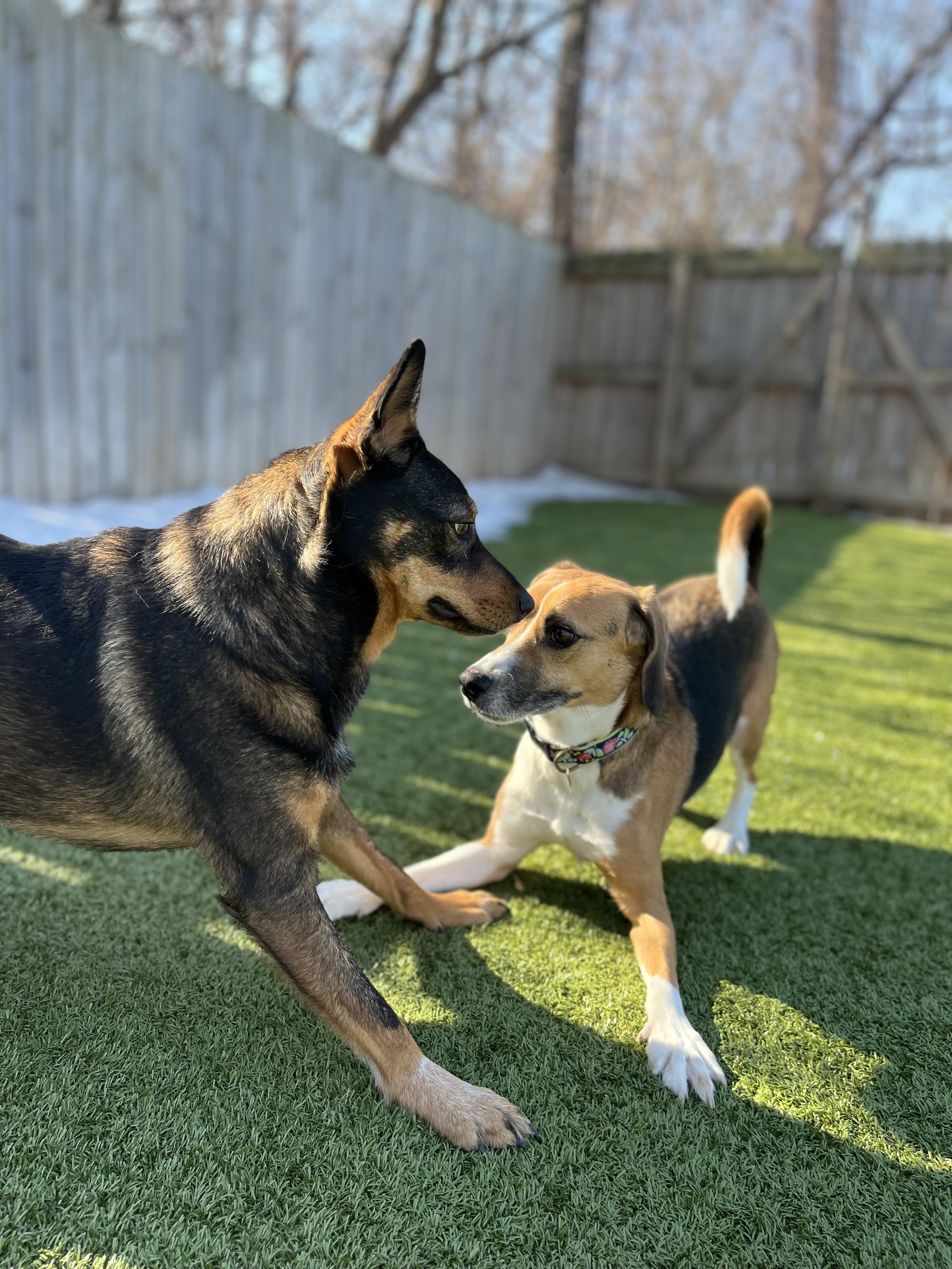 Enlarge Snoopy, a ADOPTABLE mixed breed in Vernon Hills, IL image 4/4
